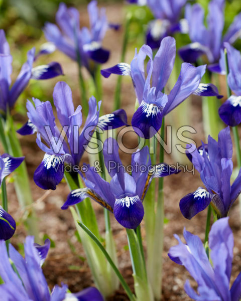 Iris reticulata Fabiola Iris reticulata Fabiola