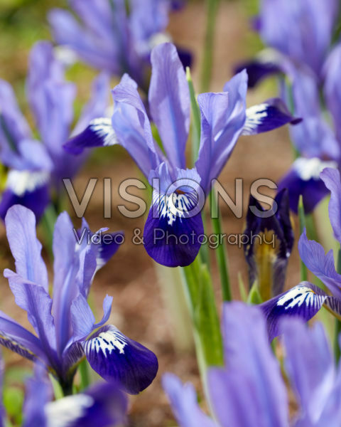 Iris reticulata Fabiola