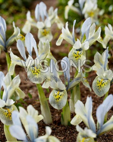 Iris Katharine Hodgkin Iris Katharine Hodgkin