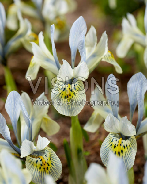 Iris Katharine Hodgkin Iris Katharine Hodgkin