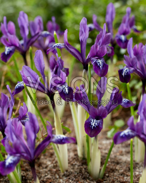 Iris reticulata Brenda