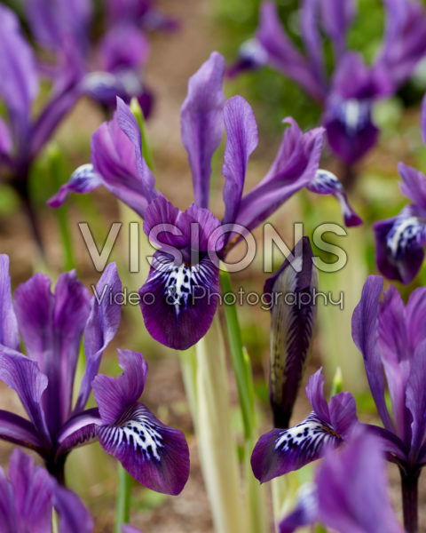 Iris reticulata Brenda Iris reticulata Brenda