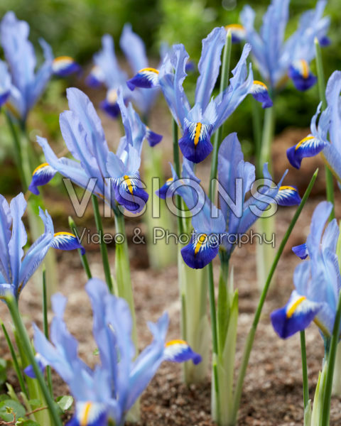 Iris reticulata Carolina Iris reticulata Carolina