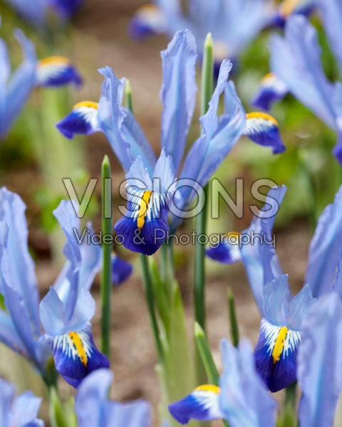 Iris reticulata Carolina Iris reticulata Carolina
