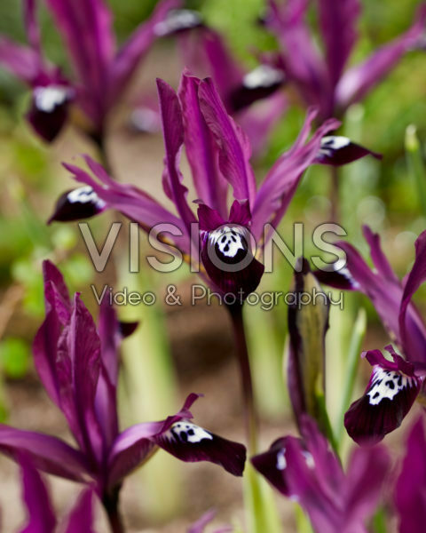 Iris reticulata Pauline