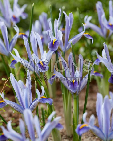 Iris reticulata Angela Iris reticulata Angela
