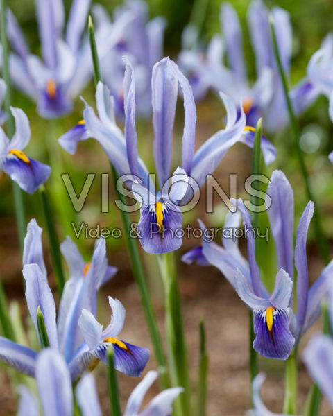 Iris reticulata Angela