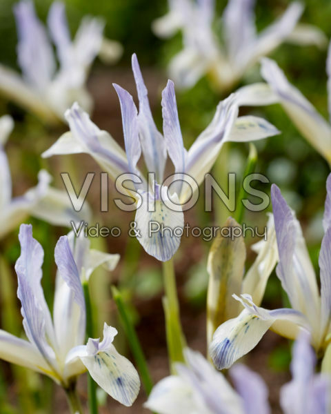Iris reticulata Painted Lady