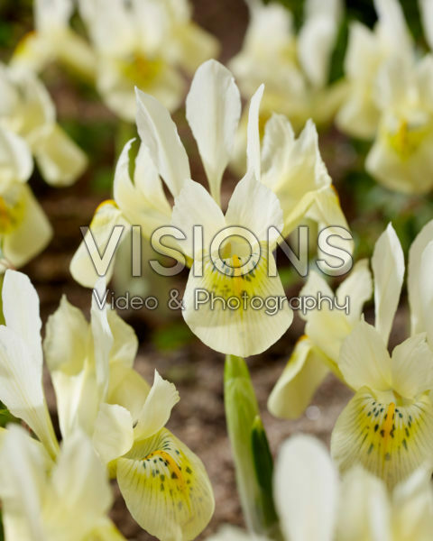 Iris Katharines Gold Iris Katharines Gold