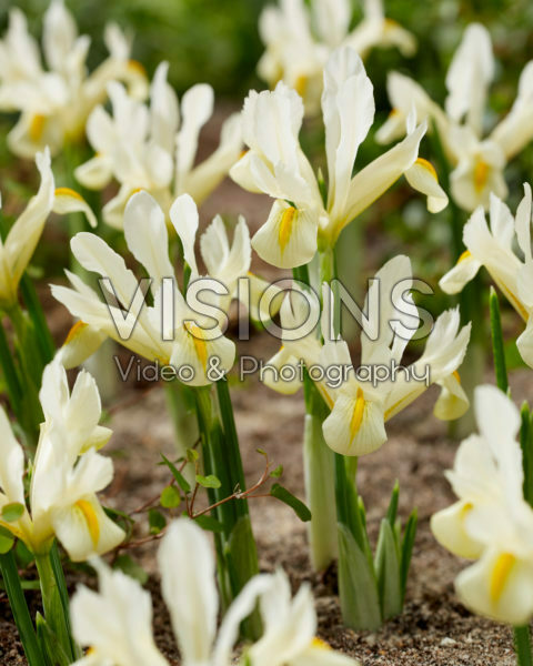 Iris Louise Iris Louise