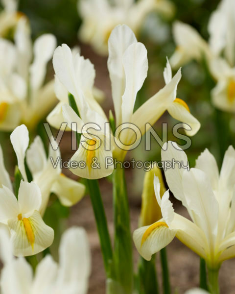 Iris Louise Iris Louise