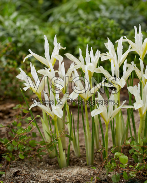 Iris reticulata Snow Lady
