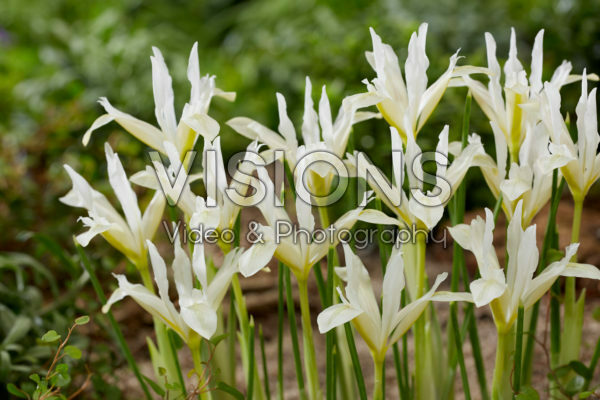 Iris reticulata Pauline White