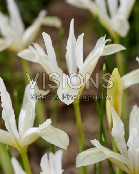 Iris reticulata Pauline White Iris reticulata Pauline White