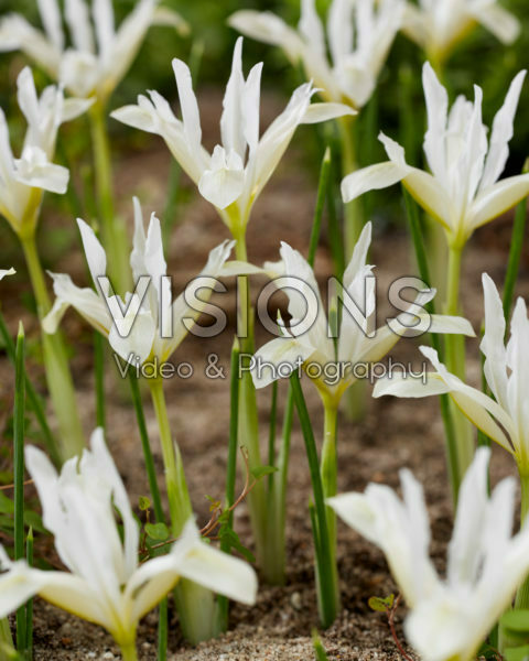 Iris reticulata Pauline White