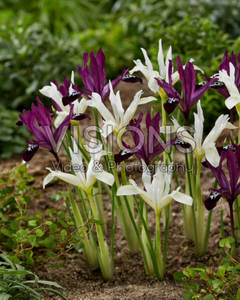 Iris reticulata Pauline and Pauline White