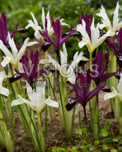 Iris reticulata Pauline en Pauline White