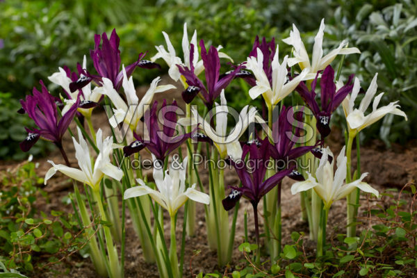 Iris reticulata Pauline and Pauline White Iris reticulata Pauline and Pauline White