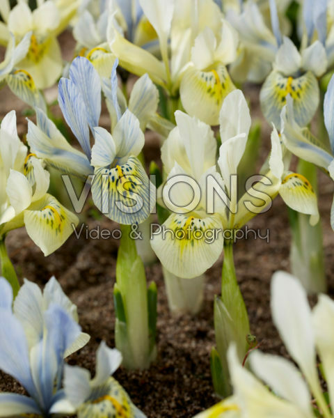 Iris Katharine Hodgkin, Katharines Gold Iris Katharine Hodgkin, Katharines Gold