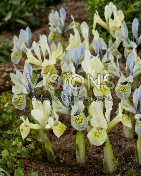 Iris Katharine Hodgkin, Katharines Gold