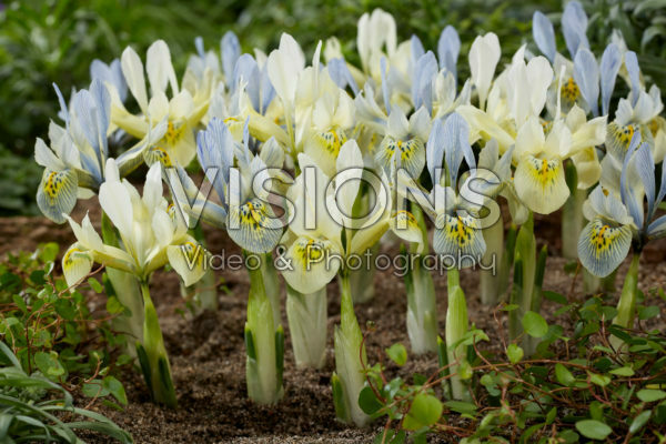 Iris Katharine Hodgkin, Katharines Gold Iris Katharine Hodgkin, Katharines Gold