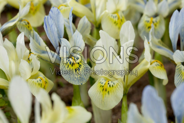 Iris Katharine Hodgkin, Katharines Gold Iris Katharine Hodgkin, Katharines Gold