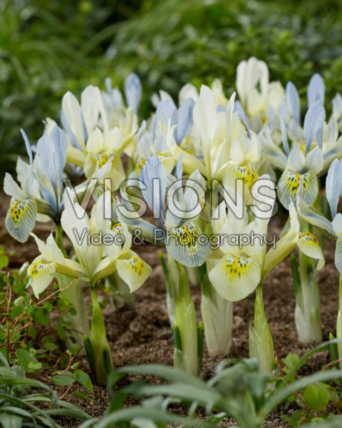 Iris Katharine Hodgkin, Katharines Gold