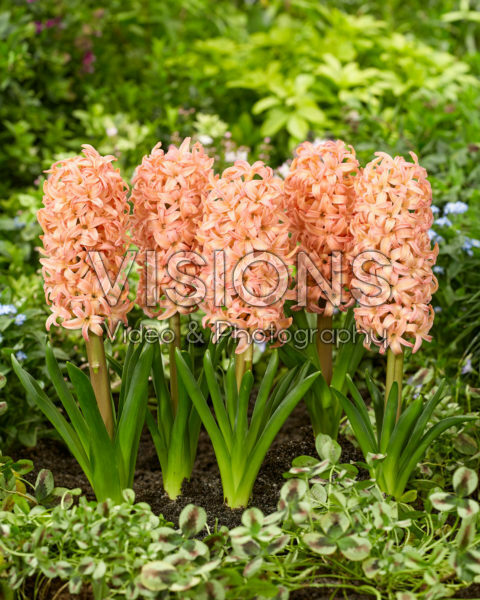 Hyacinthus Bestseller