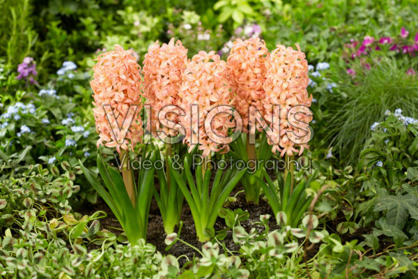 Hyacinthus Bestseller