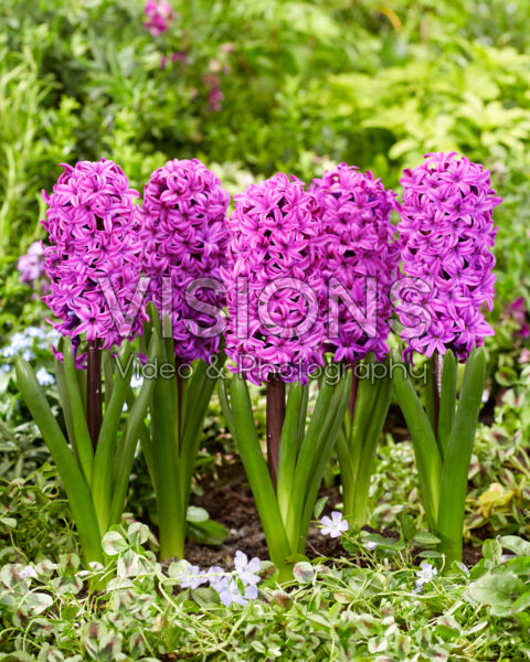 Hyacinthus Richmond Hyacinthus Richmond