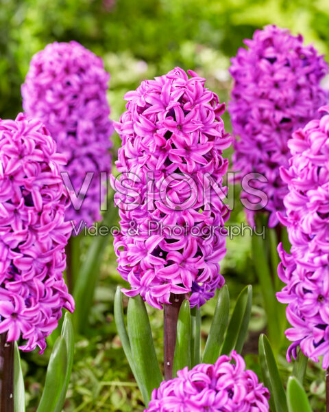 Hyacinthus Richmond Hyacinthus Richmond