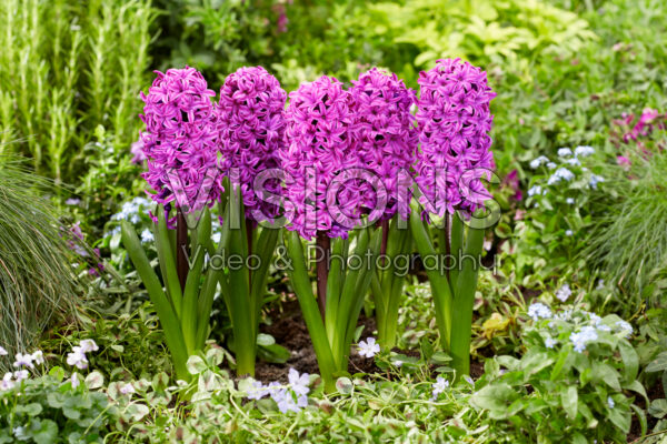 Hyacinthus Richmond Hyacinthus Richmond