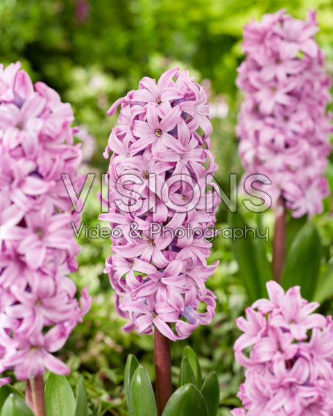 Hyacinthus Purple Pride Hyacinthus Purple Pride