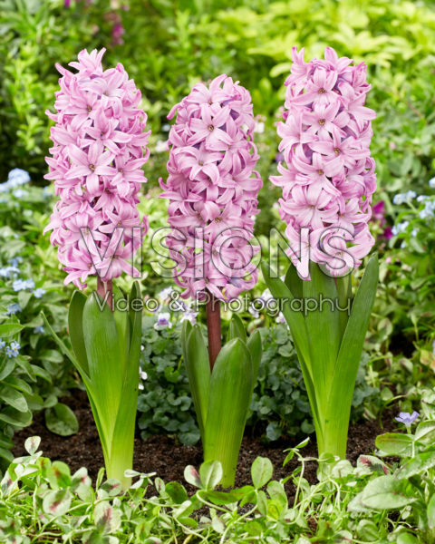 Hyacinthus Purple Pride