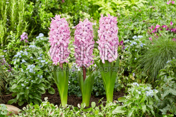 Hyacinthus Purple Pride Hyacinthus Purple Pride