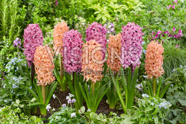 Hyacinthus Richmond, Bestseller