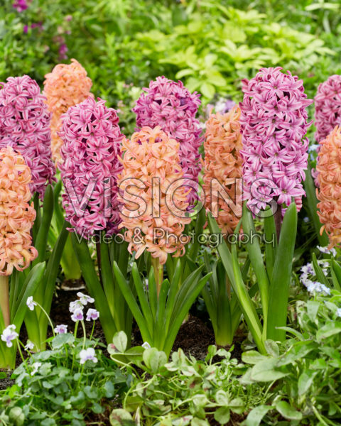 Hyacinthus Richmond, Bestseller
