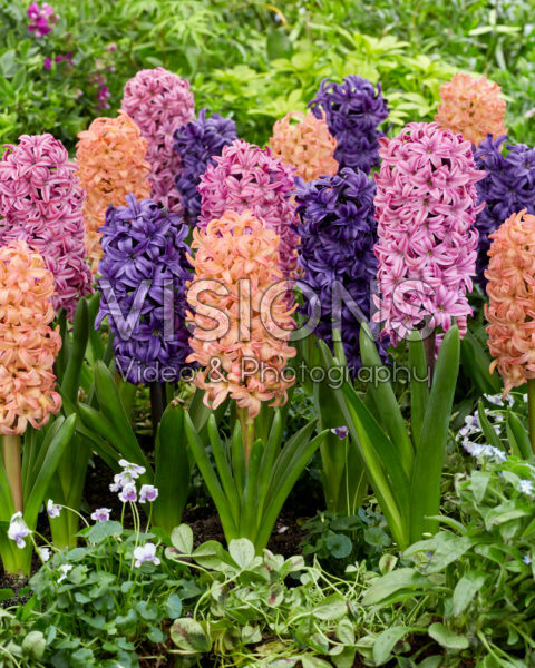 Hyacinthus Richmond, Bestseller, Ocean Delights Hyacinthus Richmond, Bestseller, Ocean Delights