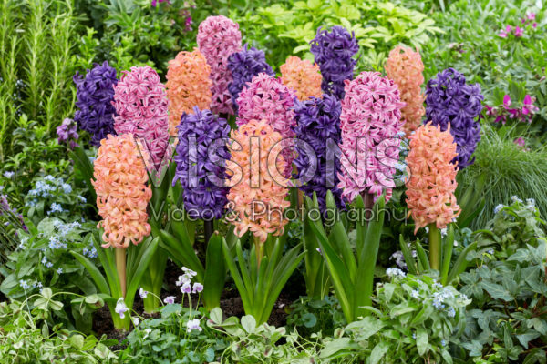 Hyacinthus Richmond, Bestseller, Ocean Delights
