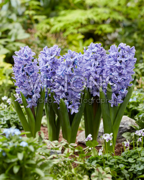 Hyacinthus All Stars Hyacinthus All Stars