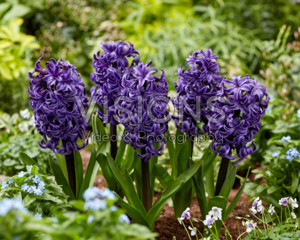 Hyacinthus Ocean Delights
