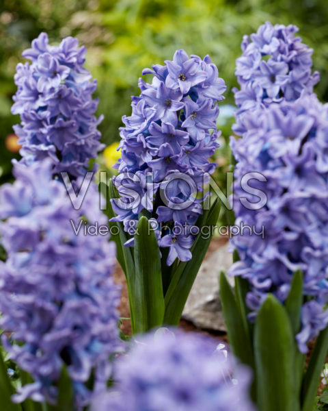 Hyacinthus All Stars