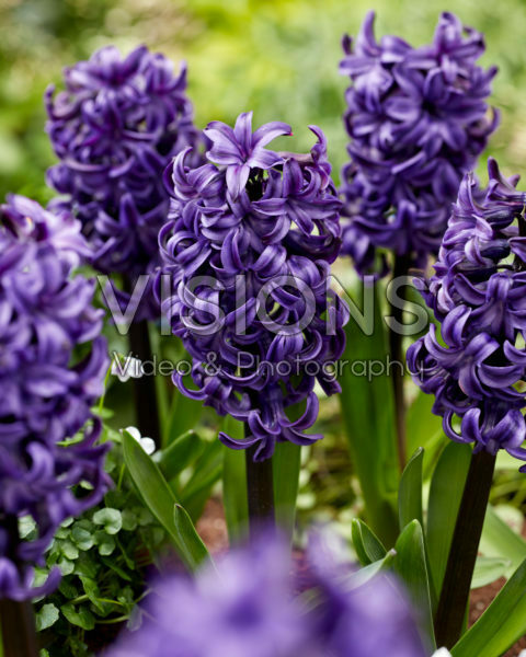 Hyacinthus Ocean Delights Hyacinthus Ocean Delights