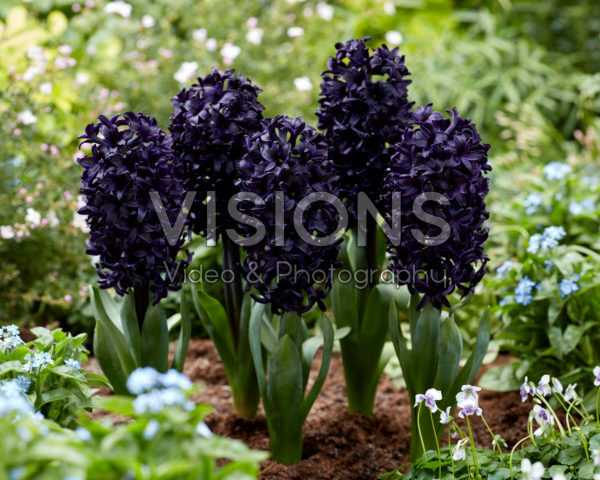 Hyacinthus Midnight Sky Hyacinthus Midnight Sky