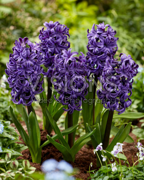 Hyacinthus Ocean Delights