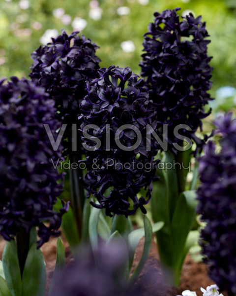 Hyacinthus Midnight Sky Hyacinthus Midnight Sky