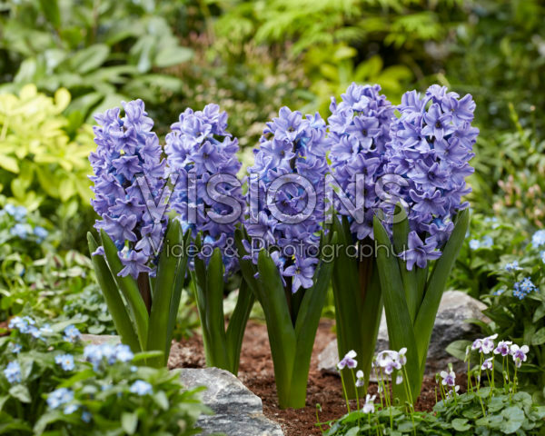 Hyacinthus All Stars Hyacinthus All Stars
