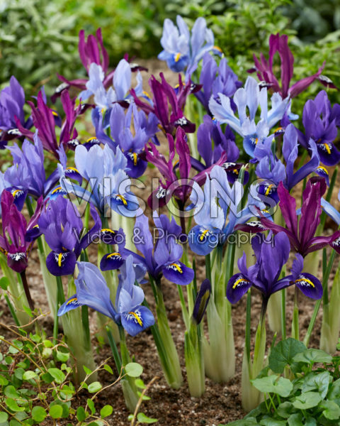Iris reticulata mix Iris reticulata mix