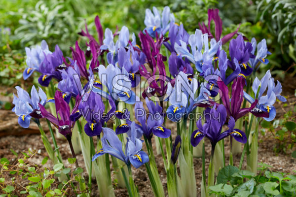 Iris reticulata mix