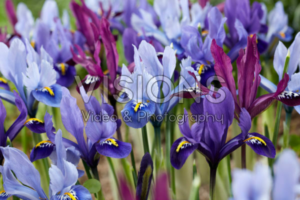 Iris reticulata mix Iris reticulata mix